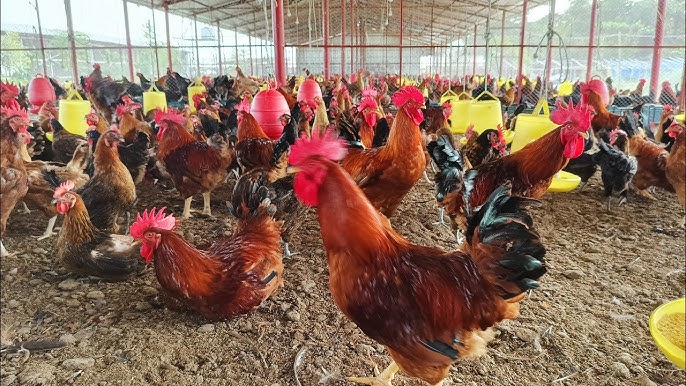 সুপার হাইব্রিড মাংসের মুরগি